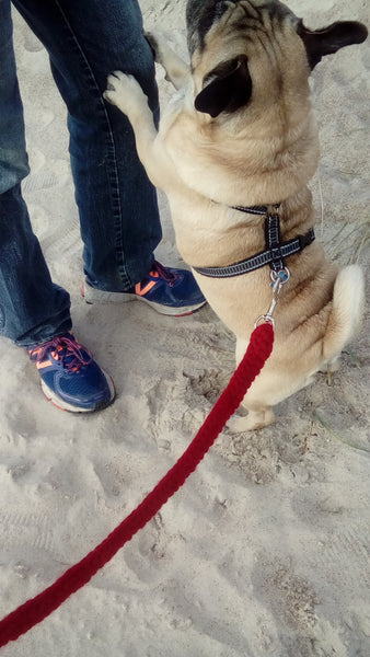 Hundesnor