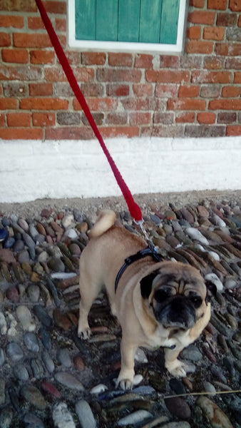 Hundesnor
